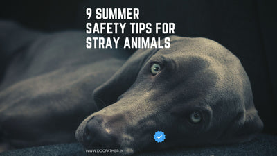 9 Summer Safety Tips for Stray Animals