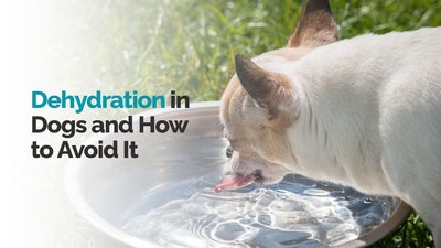 Dehydration in Dogs and How to Avoid It