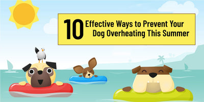 10 Effective Ways to Prevent Your Dog Overheating This Summer