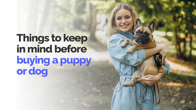 Things To Keep In Mind Before Buying a Puppy or Dog