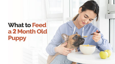 What To Feed A 2-Month-Old Puppy?