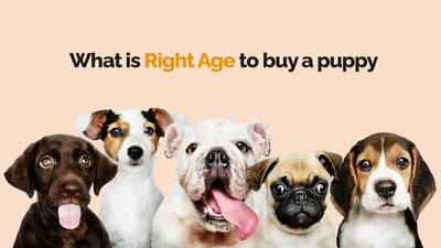 What Is The Right Age To Buy A Puppy?