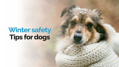 Winter Safety Tips For Dogs