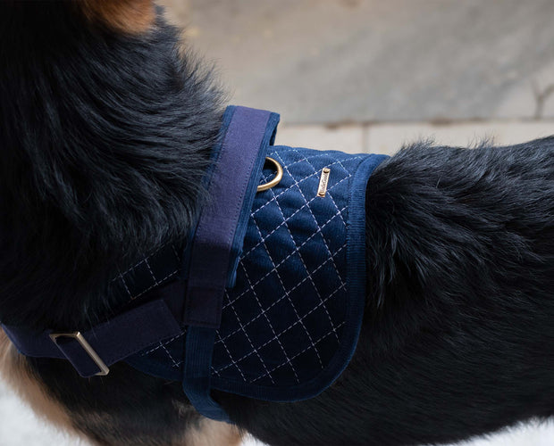 Flying Harness Bold Blue