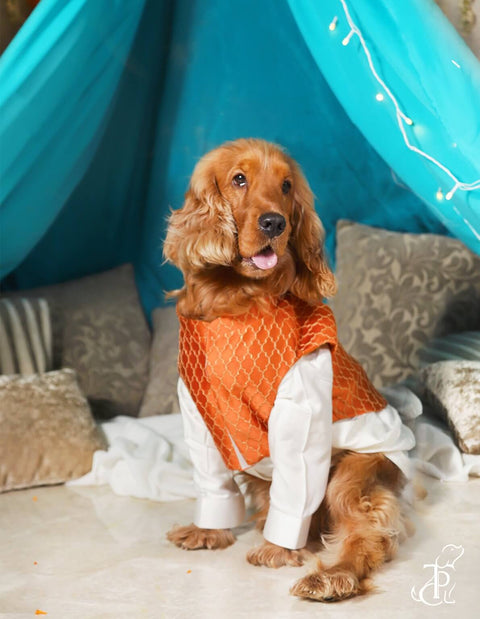 Draped Kurta With Embroidered Koti For Dogs