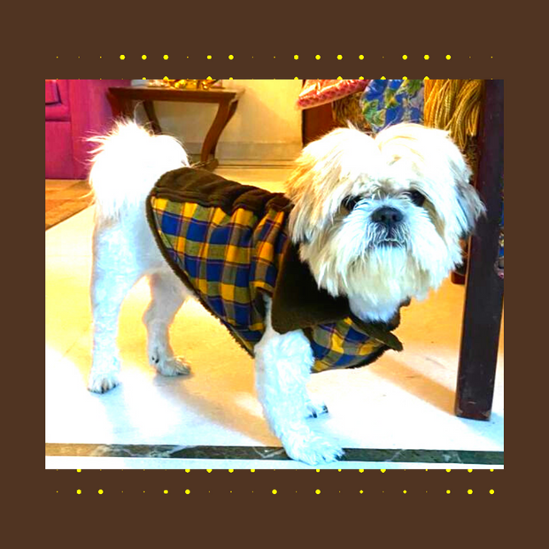 Regular Brown & Yellow Checks Winter Wear For Dogs
