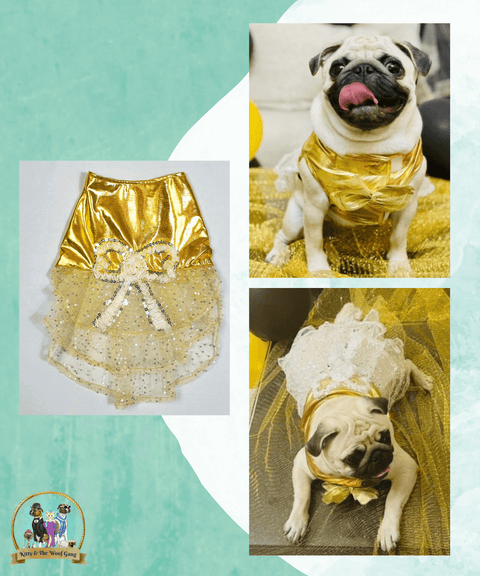 Golden with Designer Net Embellished Frock for Dogs