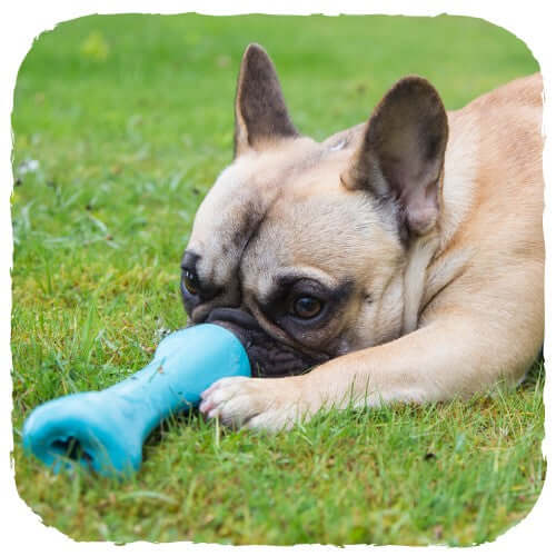 Beco Pets Natural Rubber Treat Chew Bone For Dogs – Blue