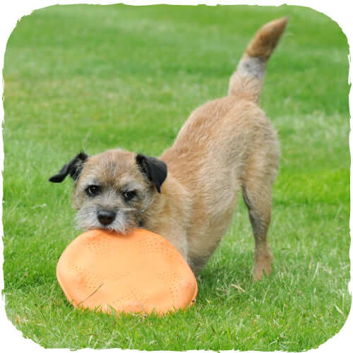 Beco Pets Natural Rubber Flyer For Dogs – Orange Std.