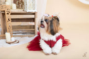 Date The Ramp Embellished Red Dress For Dogs