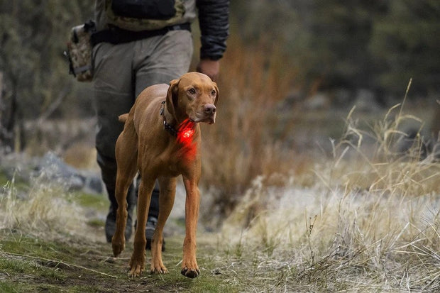 Ruffwear The Beacon Safety Light For Dogs