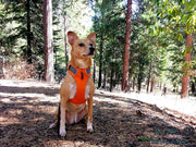 Ruffwear Front Range All-Day Adventure Harness For Dogs – Orange Poppy