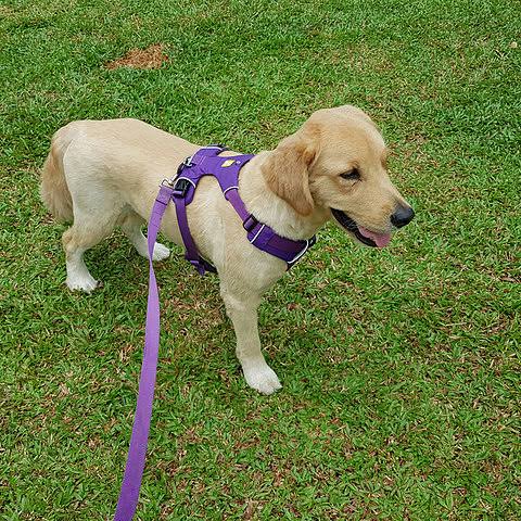 Ruffwear Front Range All-Day Adventure Harness For Dogs – Tillandsia Purple