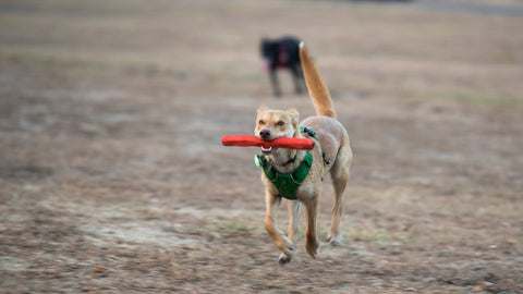 Ruffwear Gnawt-a-Stick Rubber Throw Toy For Toys