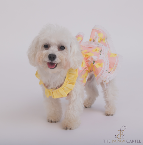 Floral Dress With Laces For Dogs
