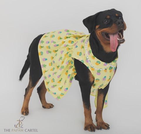 Happy Cactus Dress For Dogs