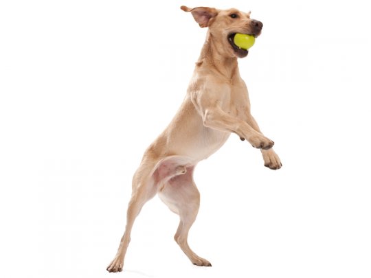 West Paw Jive With Zogoflex Dog Ball