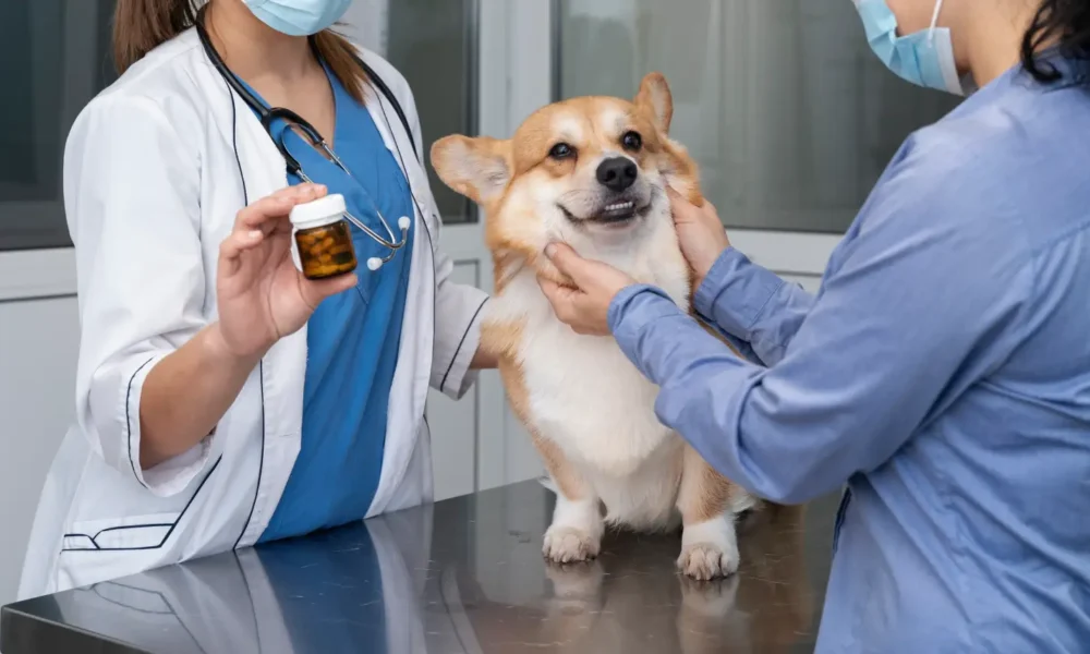 veterinarian-taking-care-pet-dog veterinarian-taking-care-pet-dog